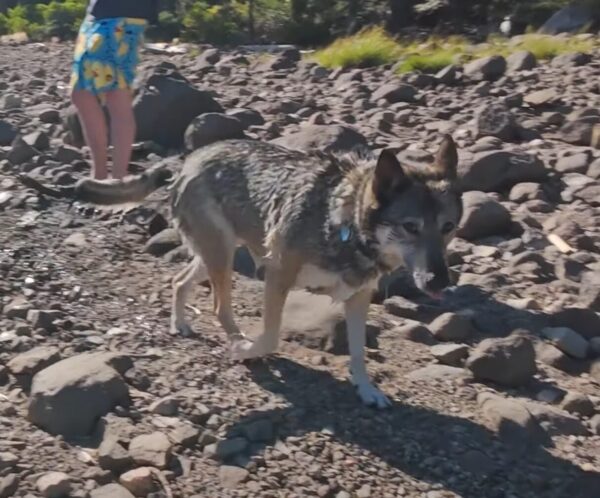 Pet Video - Image 2